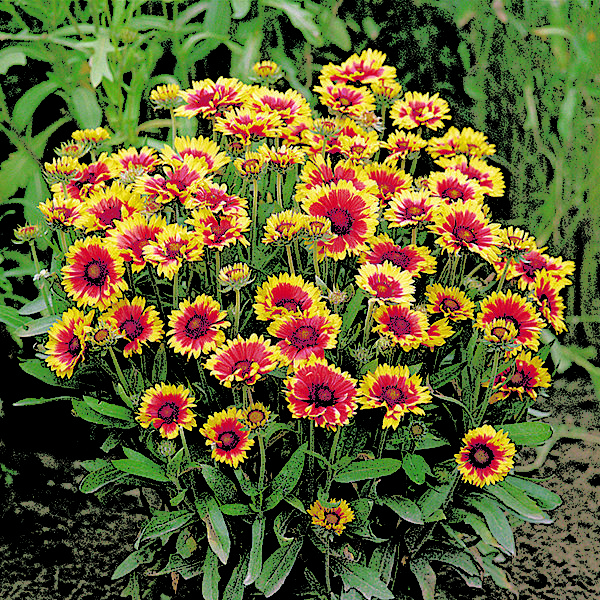 Gaillardia 'Goblin Dwarf' Perennial Pack Kings Seeds