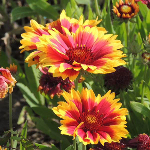 Gaillardia 'Goblin Dwarf' Perennial Pack Kings Seeds