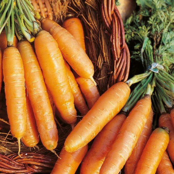 Carrot 'Amsterdam Forcing' RHS AGM Pack Kings Seeds