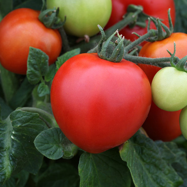 Tomato Megabyte F1 Special Dwarf Patio Collection Pack Kings Seed