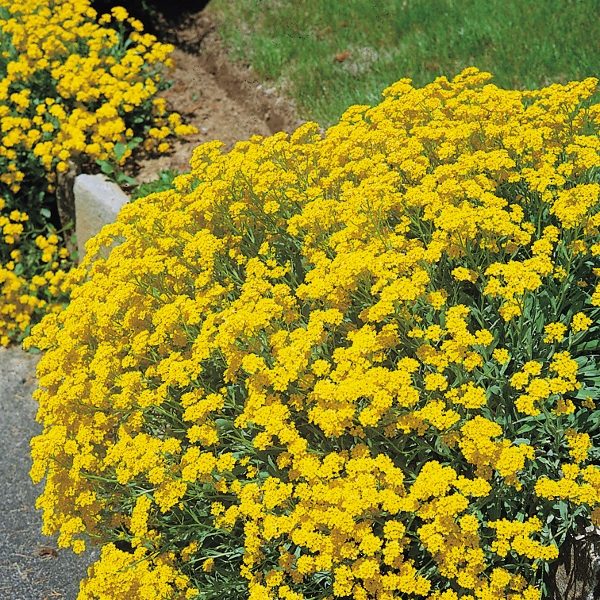 Alyssum 'Saxatile Compactum' King's Quality Pack Flower Seeds