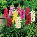 Antirrhinum 'Snap Happy' Mixed Pack Kings Flower Seeds