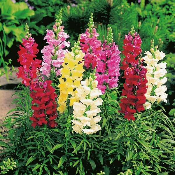 Antirrhinum 'Snap Happy' Mixed Pack Kings Flower Seeds