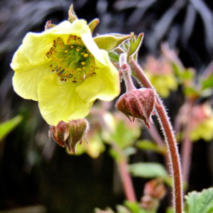 Geum 'Mai Tai' Perennial XXL Supersize Plug Plants Pack x3