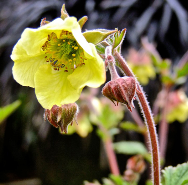 Geum 'Primrose Cottage' Perennial XXL Supersize Plug Plants Pack x3