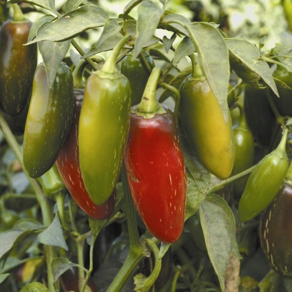 Pepper (Chilli) Early 'Jalapeno' Pack Kings Vegetable Seeds