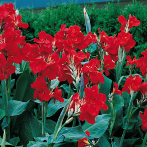 Chocolate Cosmos Flowering Scented Summer Bulb//Root x1 WPC Prins Quality