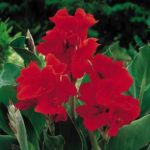 Canna Lily 'The President' Quality WPC Prins Summer Flowering Bulb/Tuber/Root