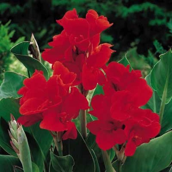 Canna Lily 'The President' Quality WPC Prins Summer Flowering Bulb/Tuber/Root