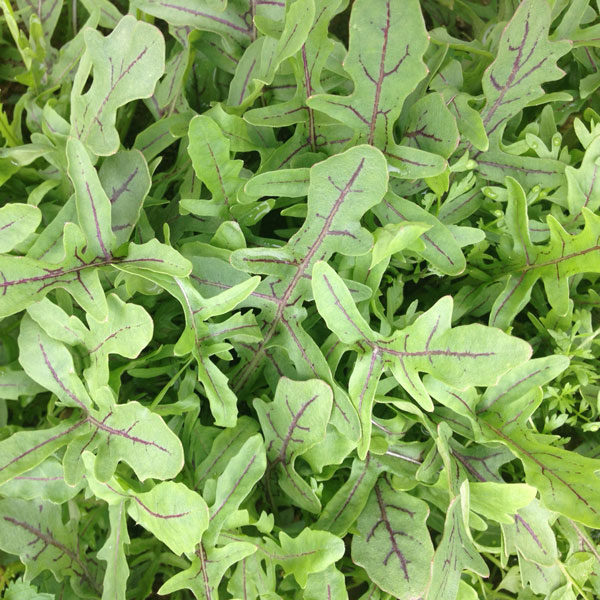 Salad Leaf Rocket Seed Wild 'Dragons Tongue' Pack King's Seeds