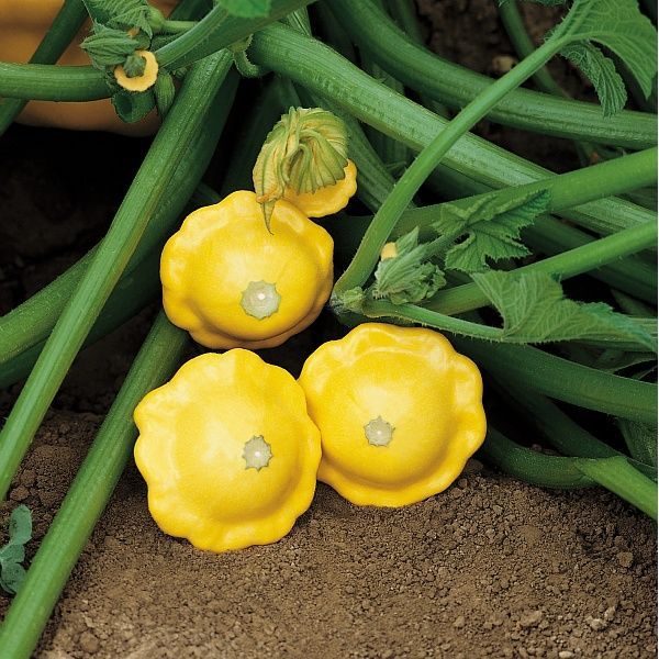 Squash Patty Pan 'Sunburst F1' Pack Kings Quality Seeds