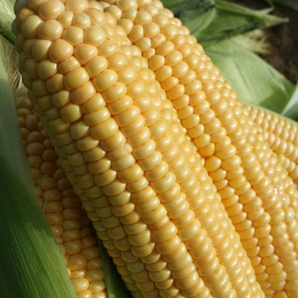 Sweet Corn Goldcrest F1 Pack Kings Quality Seeds
