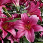 Tower / Skyscraper Lily 'Purple Prince' WPC Prins Bulbs & Tubers Pack x3