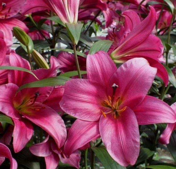 Tower / Skyscraper Lily 'Purple Prince' WPC Prins Bulbs & Tubers Pack x3