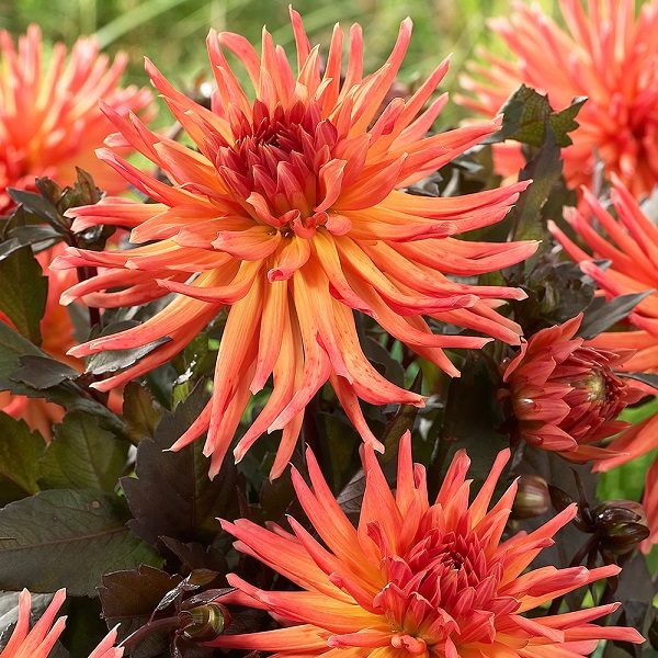 Dahlia Bulb/Tuber Cactus 'City Of Alkmaar' Quality WPC Prins Bulbs