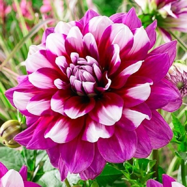 Dahlia Bulb/Tuber Decorative 'Patches' Quality WPC.Prins Summer Bulbs