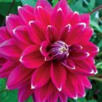 Dahlia Bulb/Tuber Decorative 'Maldini' Quality WPCPrins Summer Bulbs