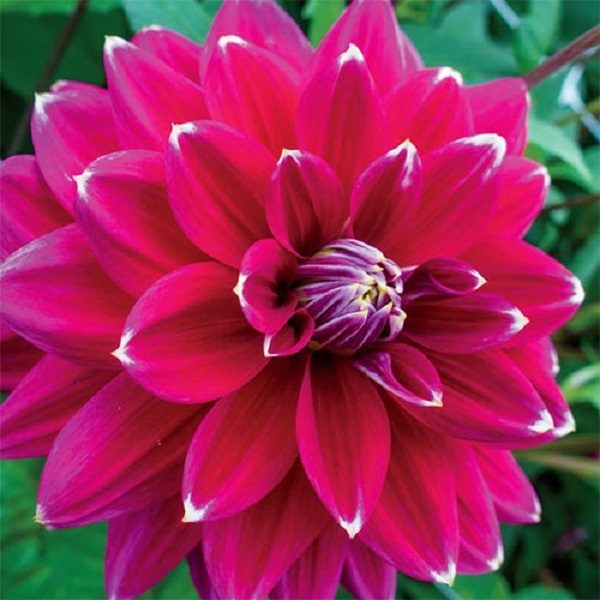 Dahlia Bulb/Tuber Decorative 'Maldini' Quality WPCPrins Summer Bulbs