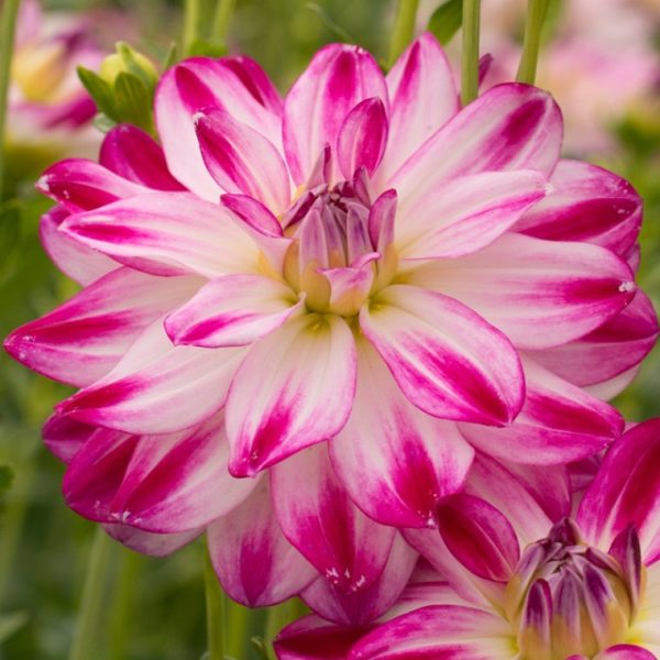 Dahlia Bulb/Tuber Decorative 'Saint Martin' Quality WPC Prins Summer Bulbs