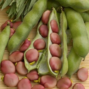 Broad Beans 'Karmazyn' Pack Kings Vegetable Seeds
