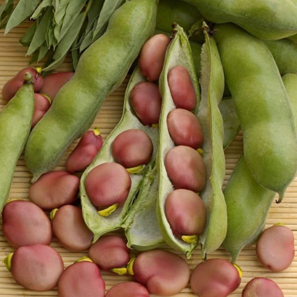 Broad Beans 'Karmazyn' Pack Kings Vegetable Seeds