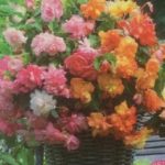 Begonia Special 'Balcony Mixed' WPC Prins Bulbs/Tubers Pack x3