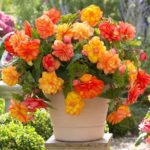 Begonia Special 'Balcony Mixed' WPC Prins Bulbs/Tubers Pack x3
