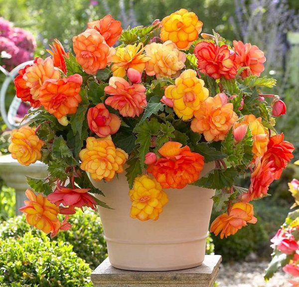 Begonia Special 'Balcony Mixed' WPC Prins Bulbs/Tubers Pack x3