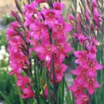 Gladiolus Primulinus Gladioli 'Byzantinus' Quality Summer Bulbs Pack x10