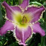 Hemerocallis (Day Lily) 'Darla Anita Quality Bulb/Tuber Pack x1