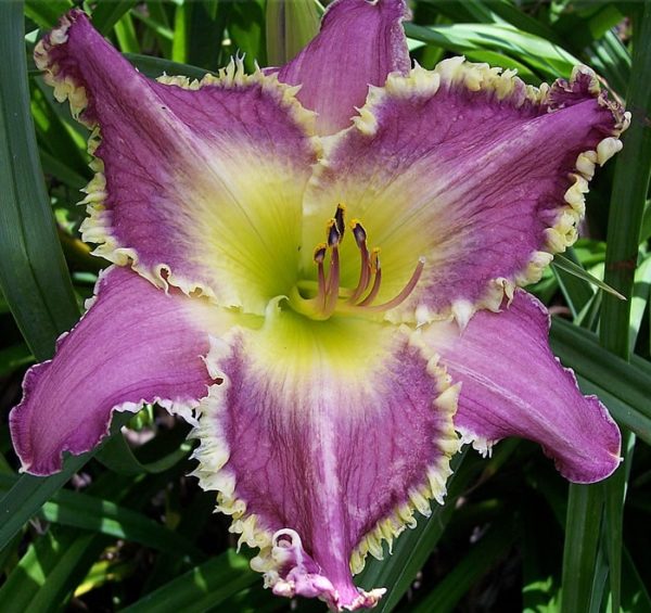 Hemerocallis (Day Lily) 'Darla Anita Quality Bulb/Tuber Pack x1