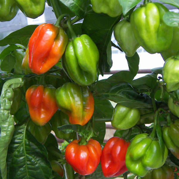 Pepper (Chilli) 'Scotch Bonnet Red' Pack King's Seeds