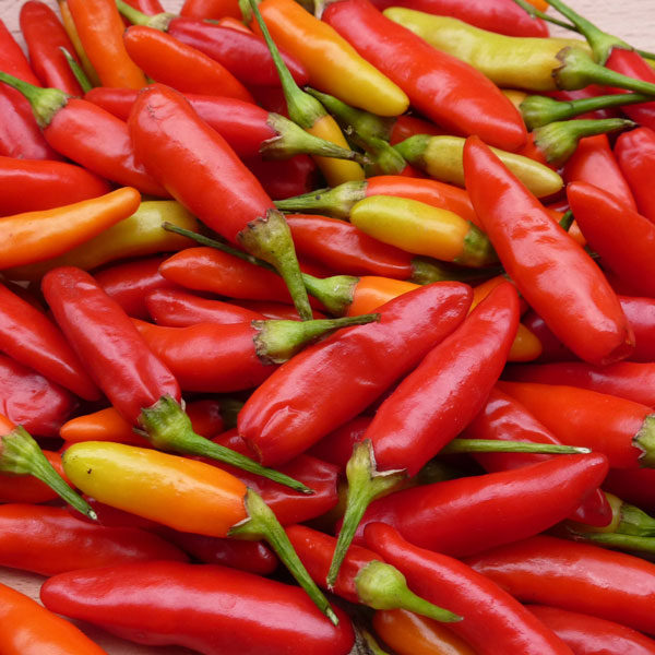 Pepper Chilli 'Tabasco' Pack King's Vegetable Seeds