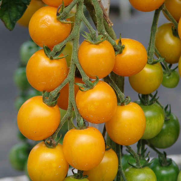 Tomato Seed 'Golden Crown' Pack Kings Quality Seeds