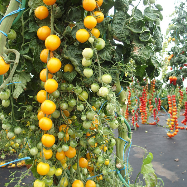 Tomato Seed 'Golden Crown' Pack Kings Quality Seeds