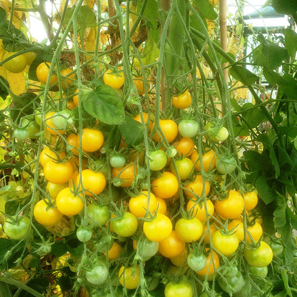 Tomato Seed 'Golden Crown' Pack Kings Quality Seeds