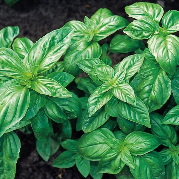Basil 'Classic Italian' Herb Seeds Pack King's Seed