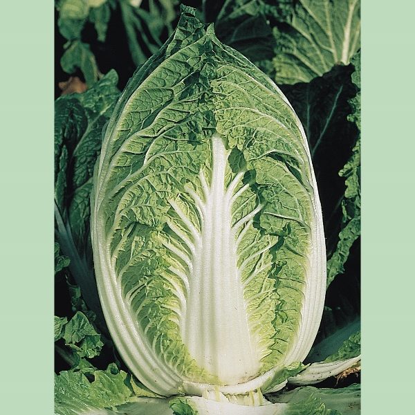 Cabbage Chinese Yuki F1 Pack Kings's Seeds