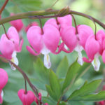 Dicentra Spectabilis (Bleeding heart) Special XXL Bareroot Perennial Pack x1