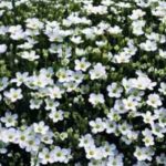 Arenaria Montana 'White Avalanche' Perennial Rockery Garden Plug Plants Pack x6
