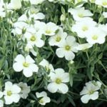 Arenaria Montana 'White Avalanche' Perennial Rockery Garden Plug Plants Pack x6