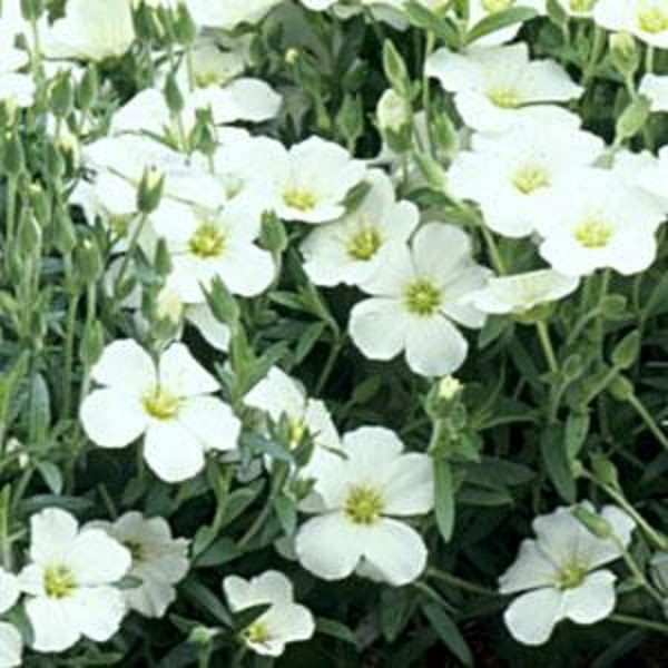 Arenaria Montana 'White Avalanche' Perennial Rockery Garden Plug Plants Pack x6