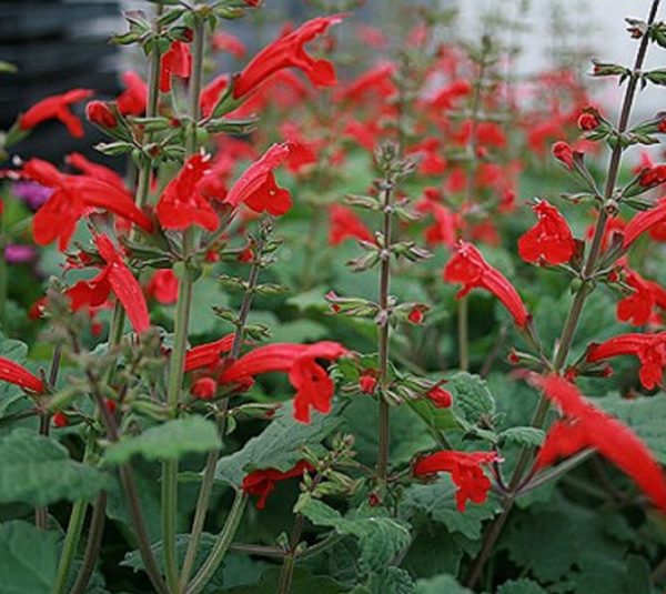 Salvia Roemeriana 'Hot Trumpets' Perennial Garden Plug Plants Pack x6