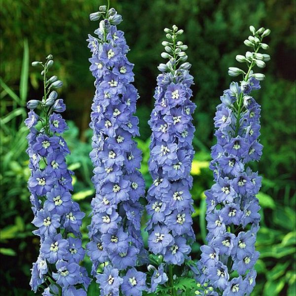 Delphinium Centurion Sky Blue F1 (LARGE) Perennial Plug Plants Pack x6
