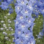 Delphinium Centurion Sky Blue F1 (LARGE) Perennial Plug Plants Pack x6