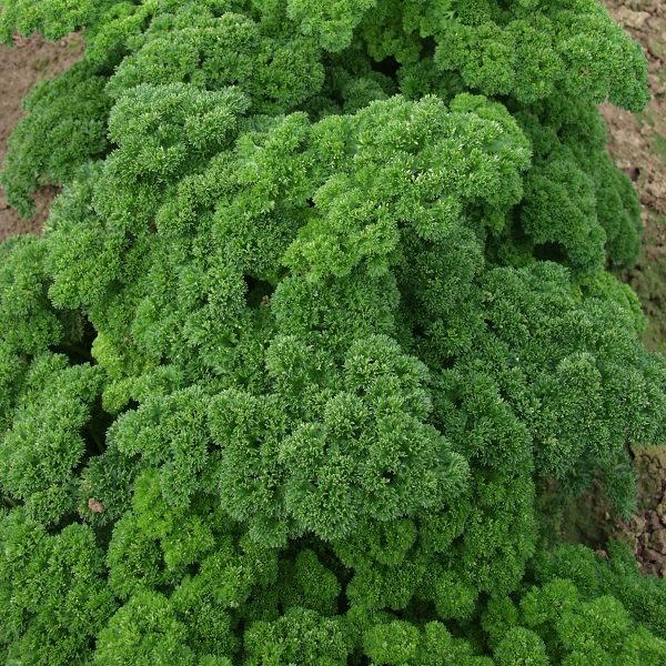 Parsley Dwarf Aphrodite Pack Kings Quality Seed Patio Collection