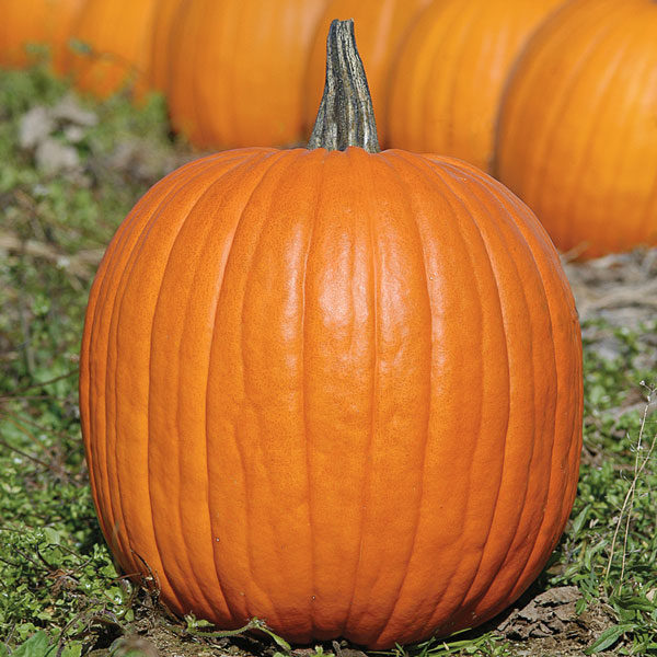 Pumpkin Expert F1 Pack Kings's Vegetable Seed