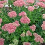 Sedum Spectabile (Ice Plant) Supersize XXL Plug Plants Pack x 3
