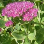 Sedum Spectabile (Ice Plant) Supersize XXL Plug Plants Pack x 3