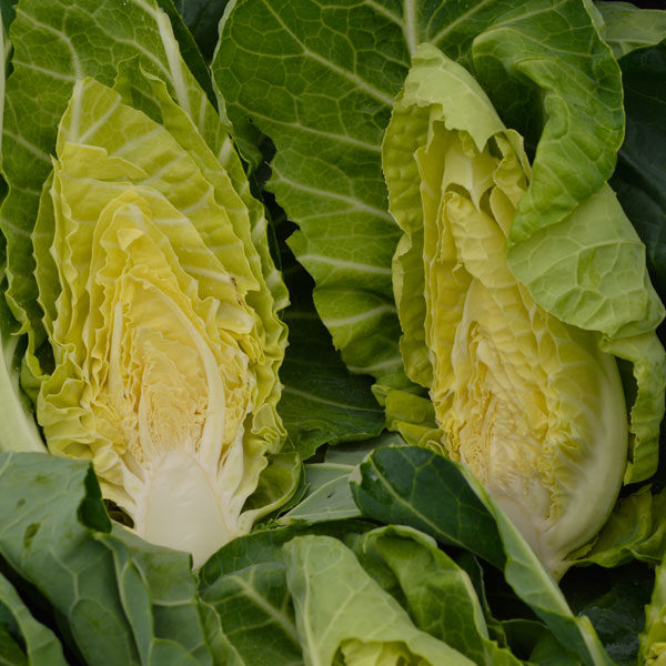 Cabbage (Spring Greens) Winter Green Pack Kings's Seeds